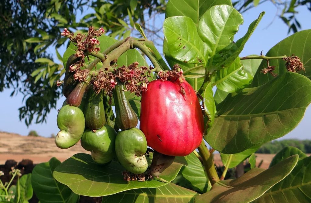 Caju é uma fruta muito comum em todo o nordeste e uma iguaria da comida cearense e portanto faz parte da comida típica do ceará
