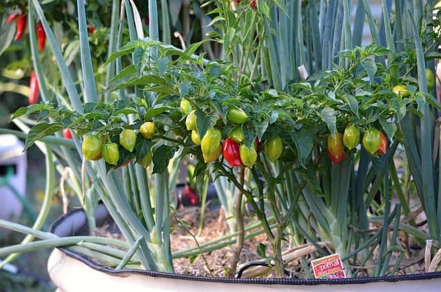 Pimenta Komodo Dragon Chilli Pepper, é a terceira pimenta mais forte e uma das melhores pimentas do mundo.