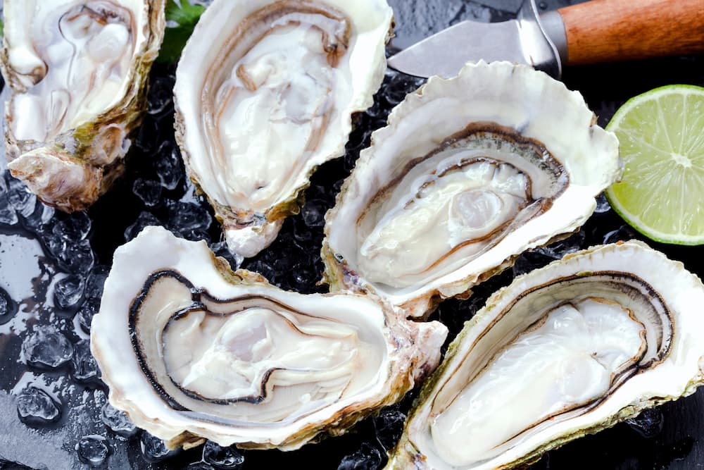 Imagem mostra ostras cruas que são muito consumidas em Santa Catarina.