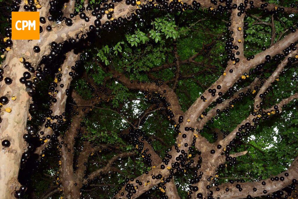 Imagem mostra pé de jabuticaba repleto de frutas maduras ideais para fazer aquele saboroso e refrescante suco de jabuticaba.