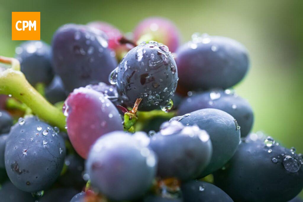 imagem mostra uvas pretas, fresquinhas e bem saborosas.