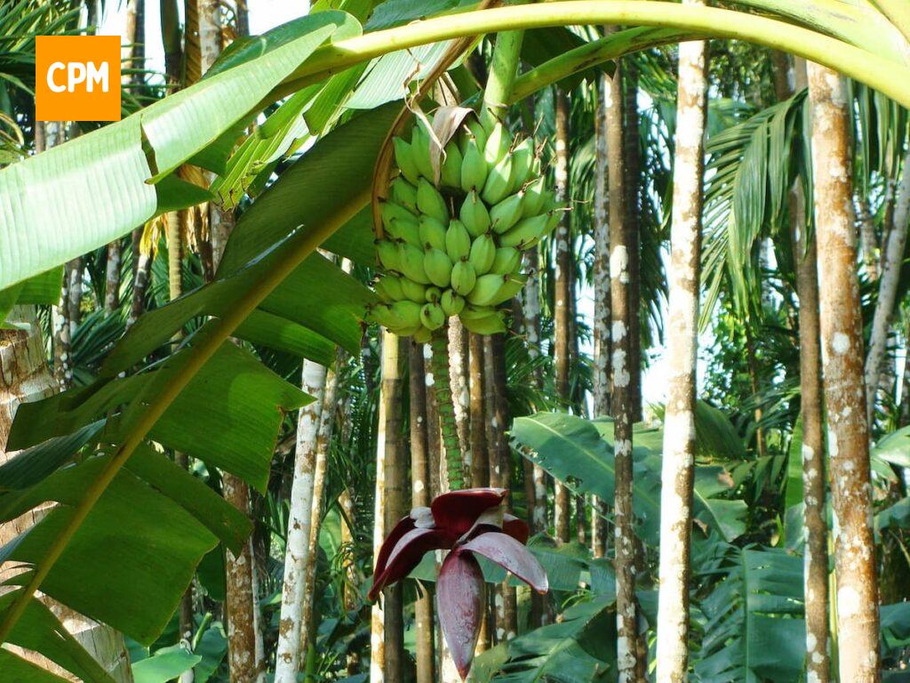 Imagem mostra cacho de banana-verde, um dos alimentos que contribui para a constipação do intestino.